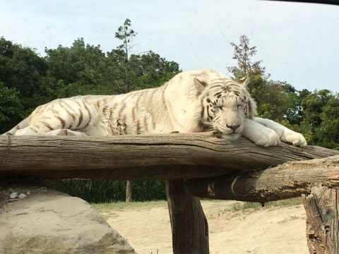 アップル岩槻　ライオン　白い　カワイイ